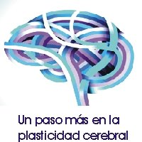 plasticidad cerebral